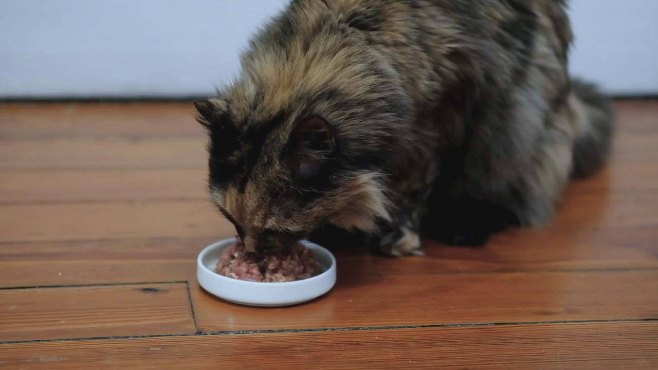 Scarlet eating raw cat food